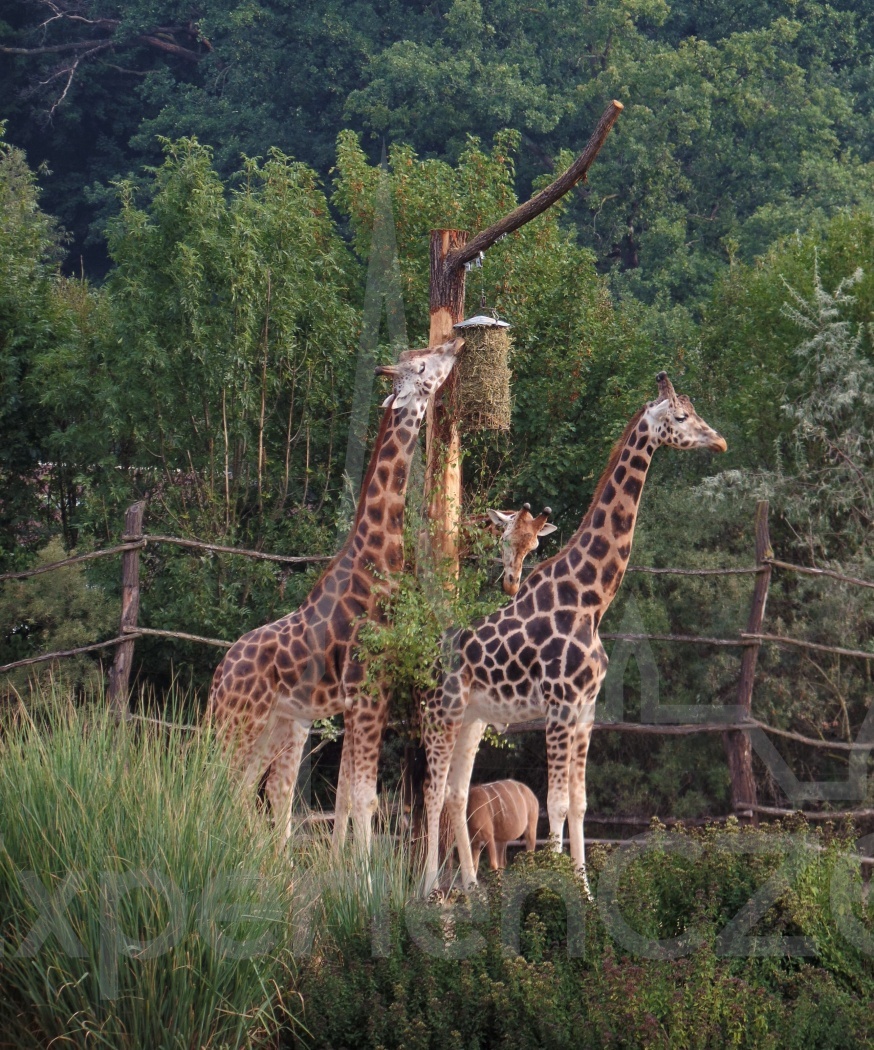 Zoologischer und botanischer Garten Pilsen