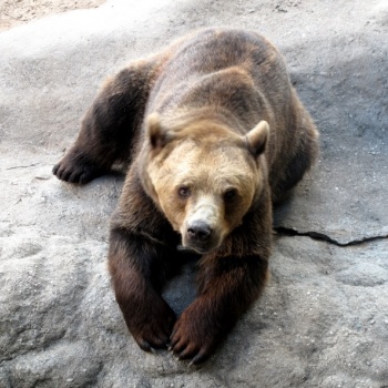 Zoologischer und botanischer Garten: Pilsen