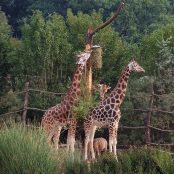 Zoologischer und botanischer Garten: Pilsen