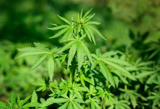 Cannabis-Trip zu den Plantagen mit dem heilsamen Hanf