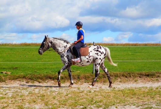 Reiten in der Tschechischen Republik: Region Pilsen