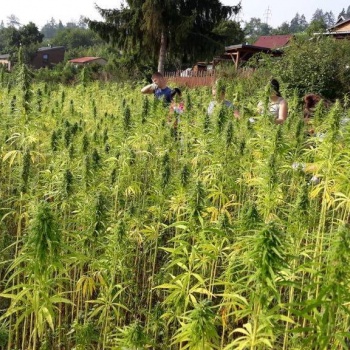 Cannabis-Trip zu den Plantagen mit dem heilsamen Hanf