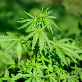 Cannabis-Trip zu den Plantagen mit dem heilsamen Hanf