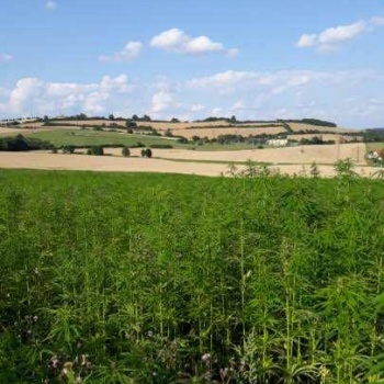 Cannabis Trip: on Plantations to Healing Hemp