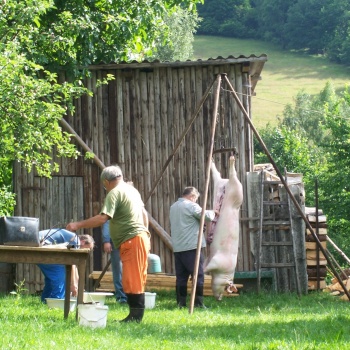 Home Pig Slaughter with Live Music in the Czech Republic: Pilsen Region