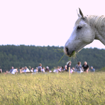 Wine Tasting with Moravian Music in the Czech Republic: in the cellar or among the horses