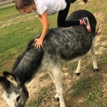 Donkey Pilgrimage in the Czech Republic: Pilsen Region