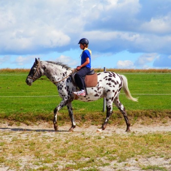 Reiten in der Tschechischen Republik: Region Pilsen