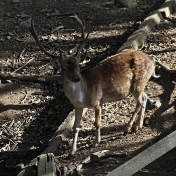 Hunting Experience in the Czech Republic: Bohemia