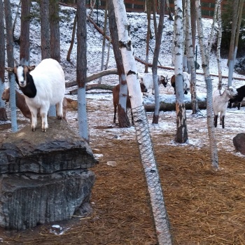 Farm Life in the Czech Republic: West Bohemia