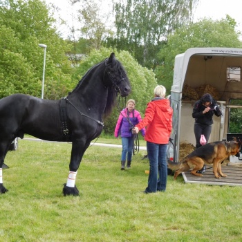 Horse Riding in the Czech Republic: Pilsen Region