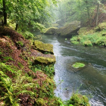 Fauna and Flora in the Czech Republic: Tiding Walk in the Nature