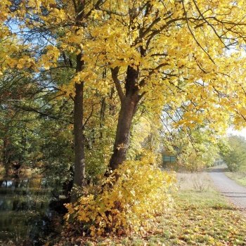 Fauna and Flora in the Czech Republic: Tiding Walk in the Nature