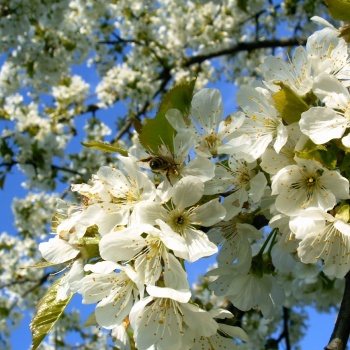 Fauna and Flora in the Czech Republic: Tiding Walk in the Nature