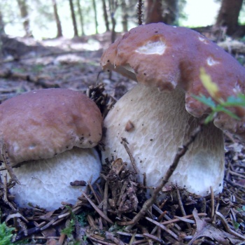 Naturschutzgebiete in Tschechien: Böhmerwald-Rundfahrt