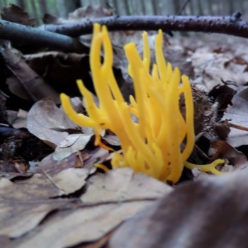 Naturschutzgebiete in Tschechien: Böhmerwald-Rundfahrt