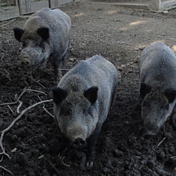 Zvěřinové hody s živou hudbou na české farmě: Plzeňský kraj