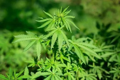 Cannabis Trip: na plantáže za léčivým konopím
