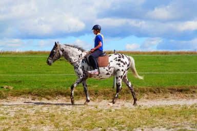 Horse Riding in the Czech Republic: Pilsen Region