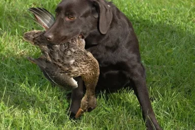 Hunting Experience in the Czech Republic: Bohemia