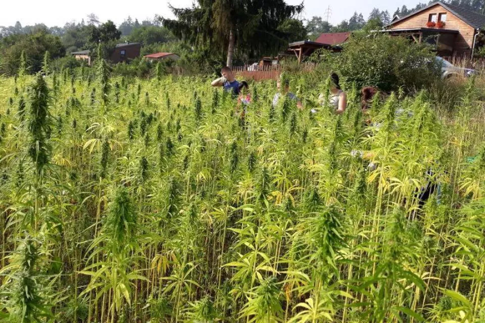 Cannabis Trip: on Plantations to Healing Hemp