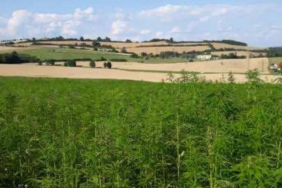 Cannabis Trip: on Plantations to Healing Hemp