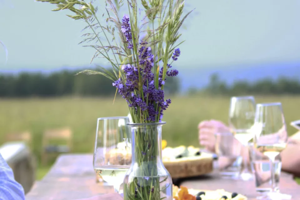 Wine Tasting with Moravian Music in the Czech Republic: in the cellar or among the horses