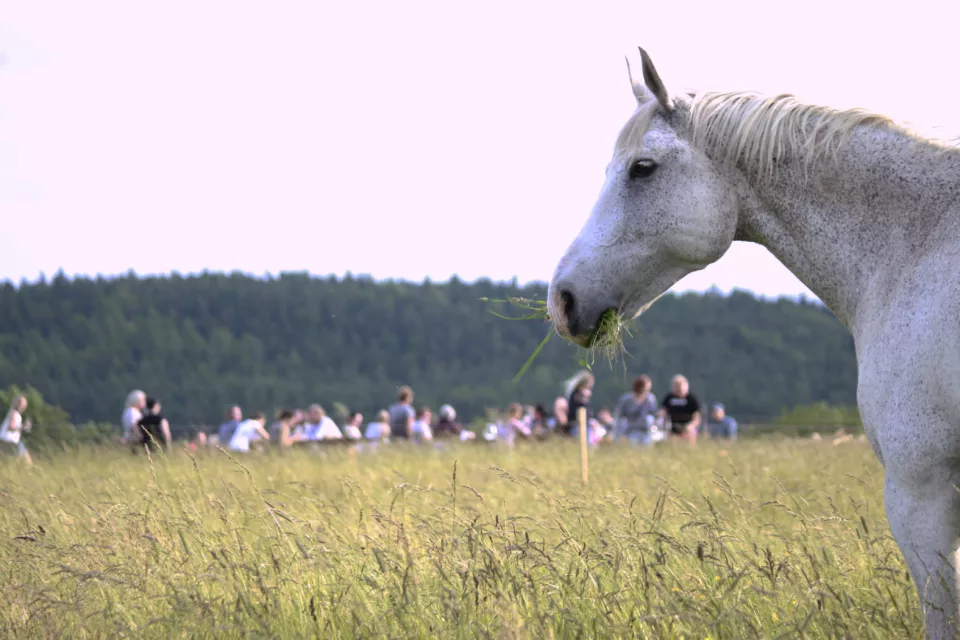 Wine Tasting with Moravian Music in the Czech Republic: in the cellar or among the horses