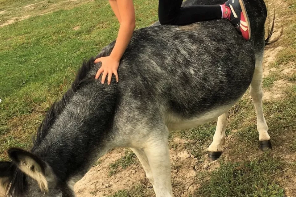 Donkey Pilgrimage in the Czech Republic: Pilsen Region