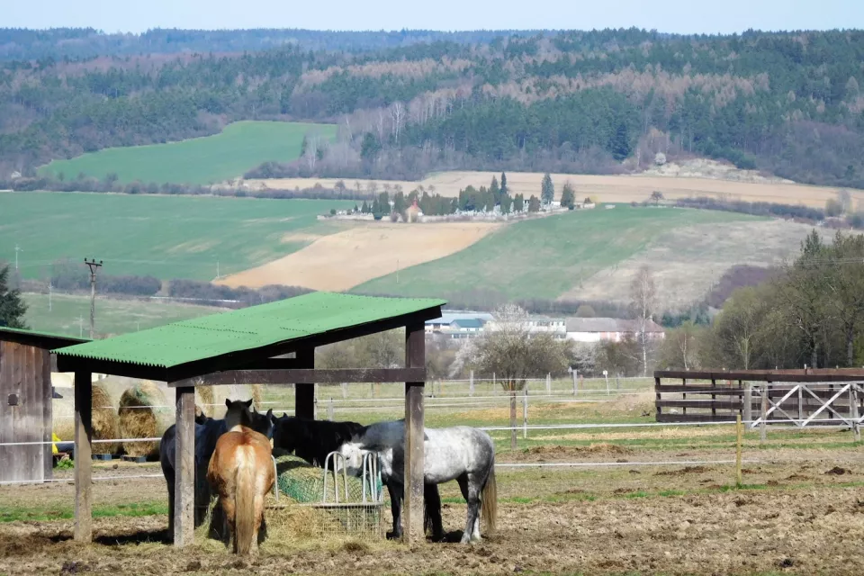 Donkey Pilgrimage in the Czech Republic: Pilsen Region