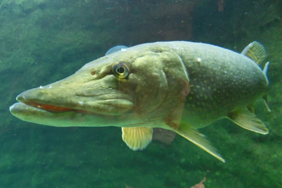 Fishing Experience in the Czech Republic: Bohemia