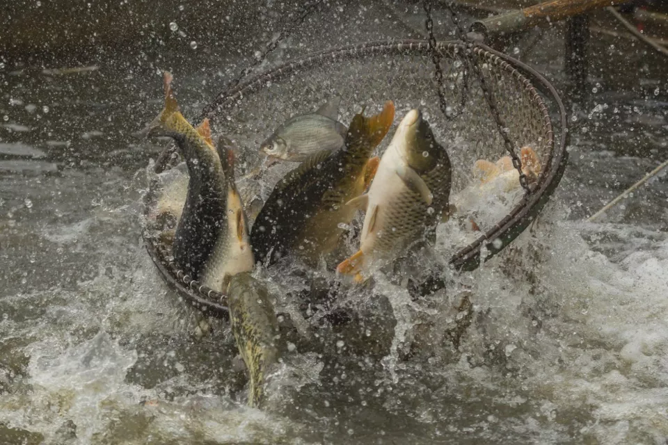 Fishing out Experience in the Czech Republic: Bohemia