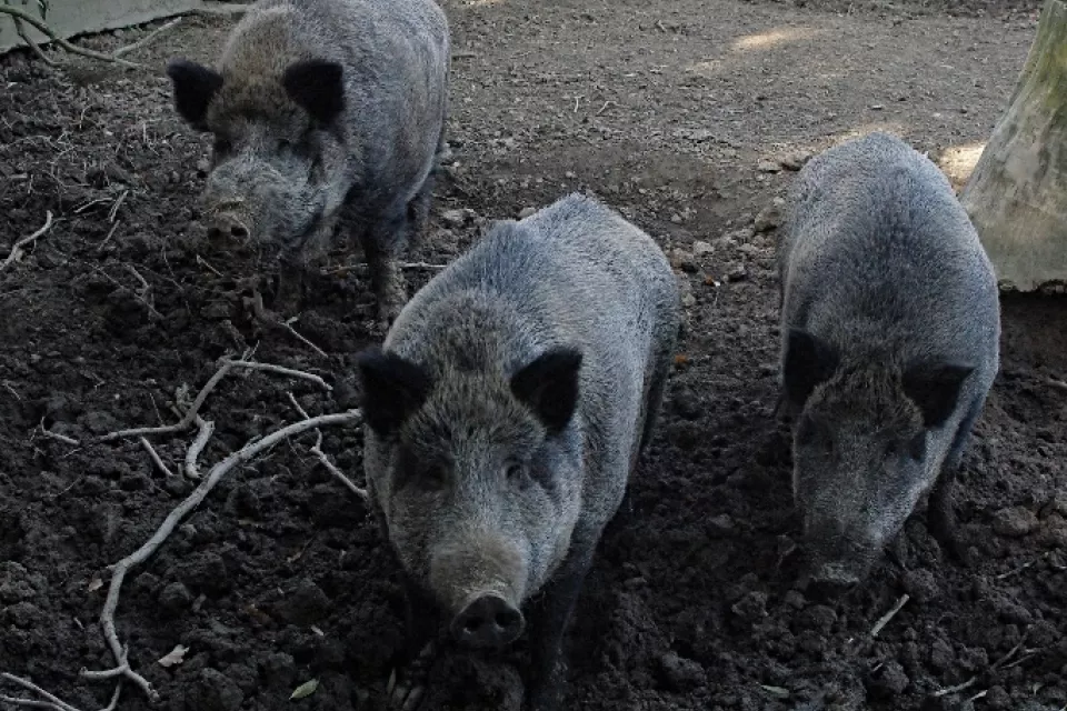 Hunting Experience in the Czech Republic: Bohemia