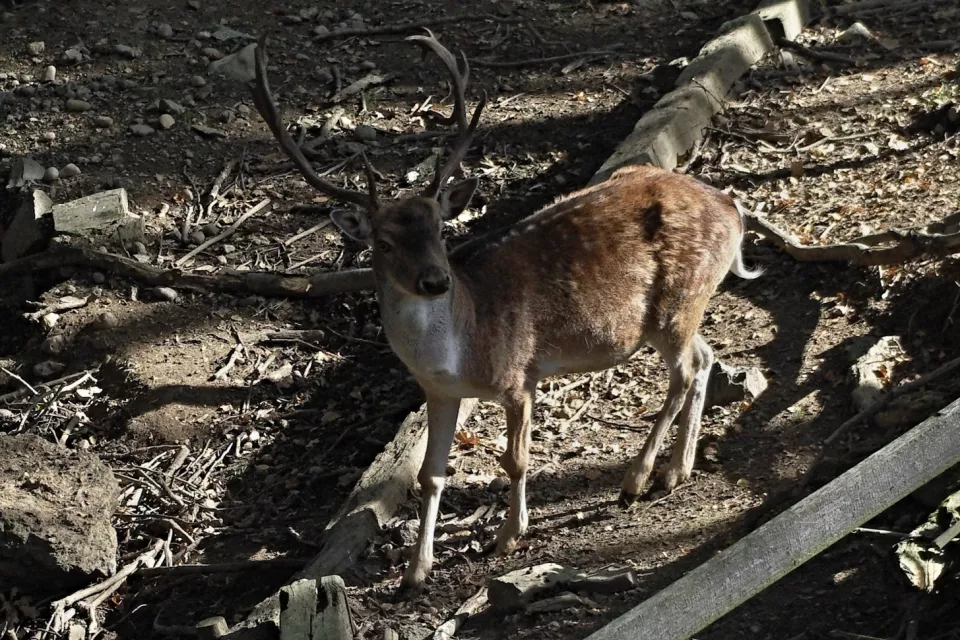 Hunting Experience in the Czech Republic: Bohemia