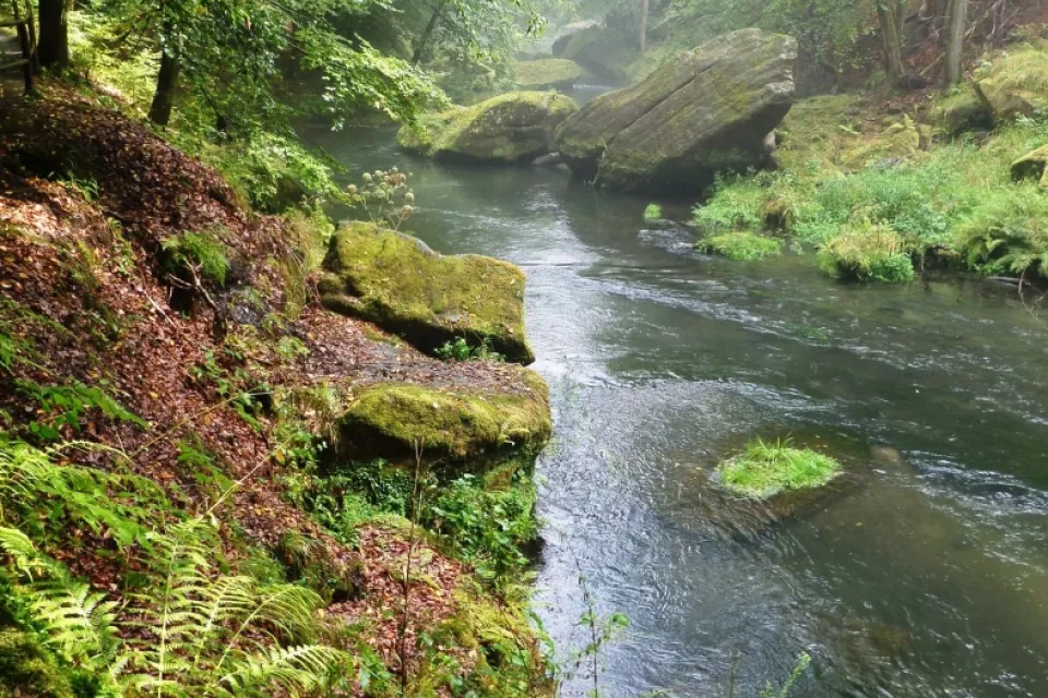 Fauna und Flora der Tschechischen Republik: Müllwandern in der Natur 