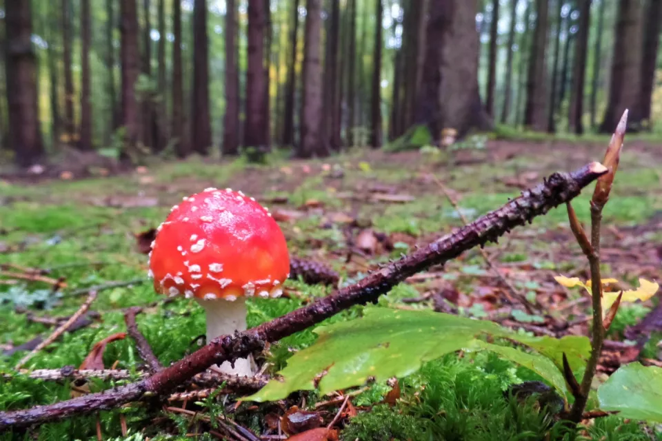 czech-nature-tour-experience-czech-republic