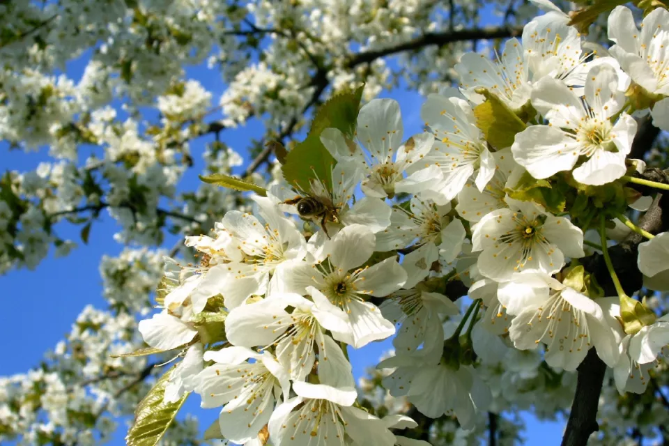 Fauna und Flora der Tschechischen Republik: Müllwandern in der Natur 