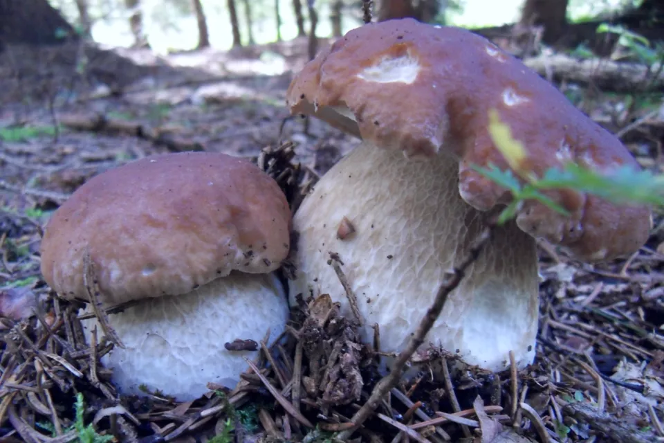 Naturschutzgebiete in Tschechien: Böhmerwald-Rundfahrt