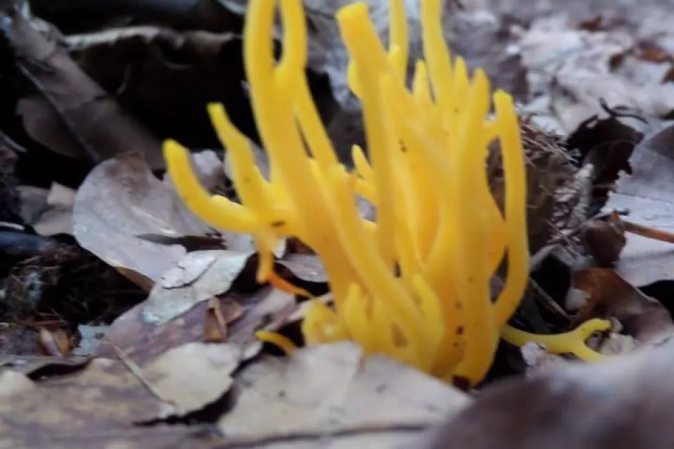 Naturschutzgebiete in Tschechien: Böhmerwald-Rundfahrt