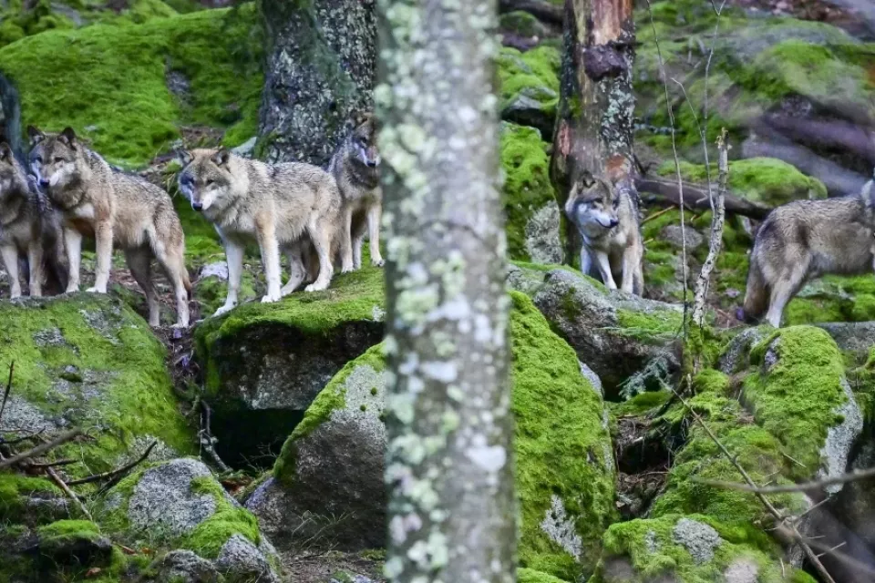 Czech Nature Preserves: Šumava (Bohemian) Forest Sightseeing Tour