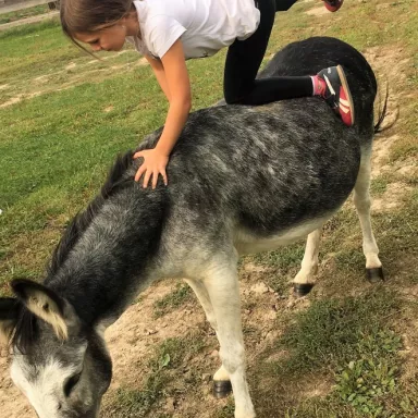 Donkey Pilgrimage in the Czech Republic: Pilsen Region