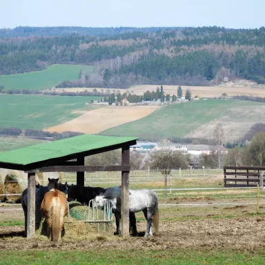 Donkey Pilgrimage in the Czech Republic: Pilsen Region