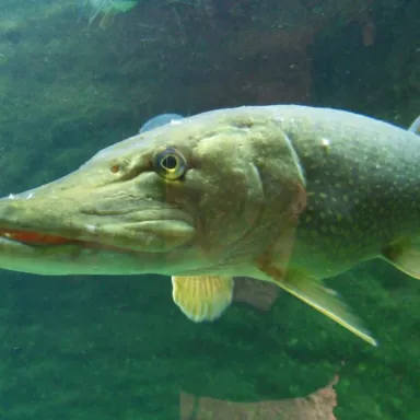 Fishing Experience in the Czech Republic: Bohemia