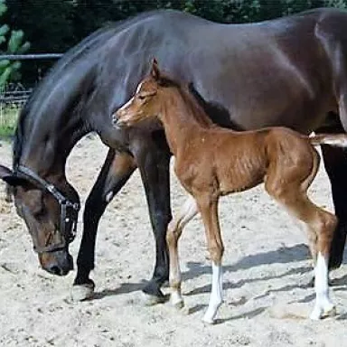 Reiten in der Tschechischen Republik: Region Pilsen