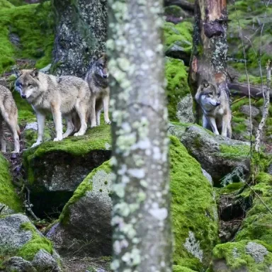 Czech Nature Preserves: Šumava (Bohemian) Forest Sightseeing Tour